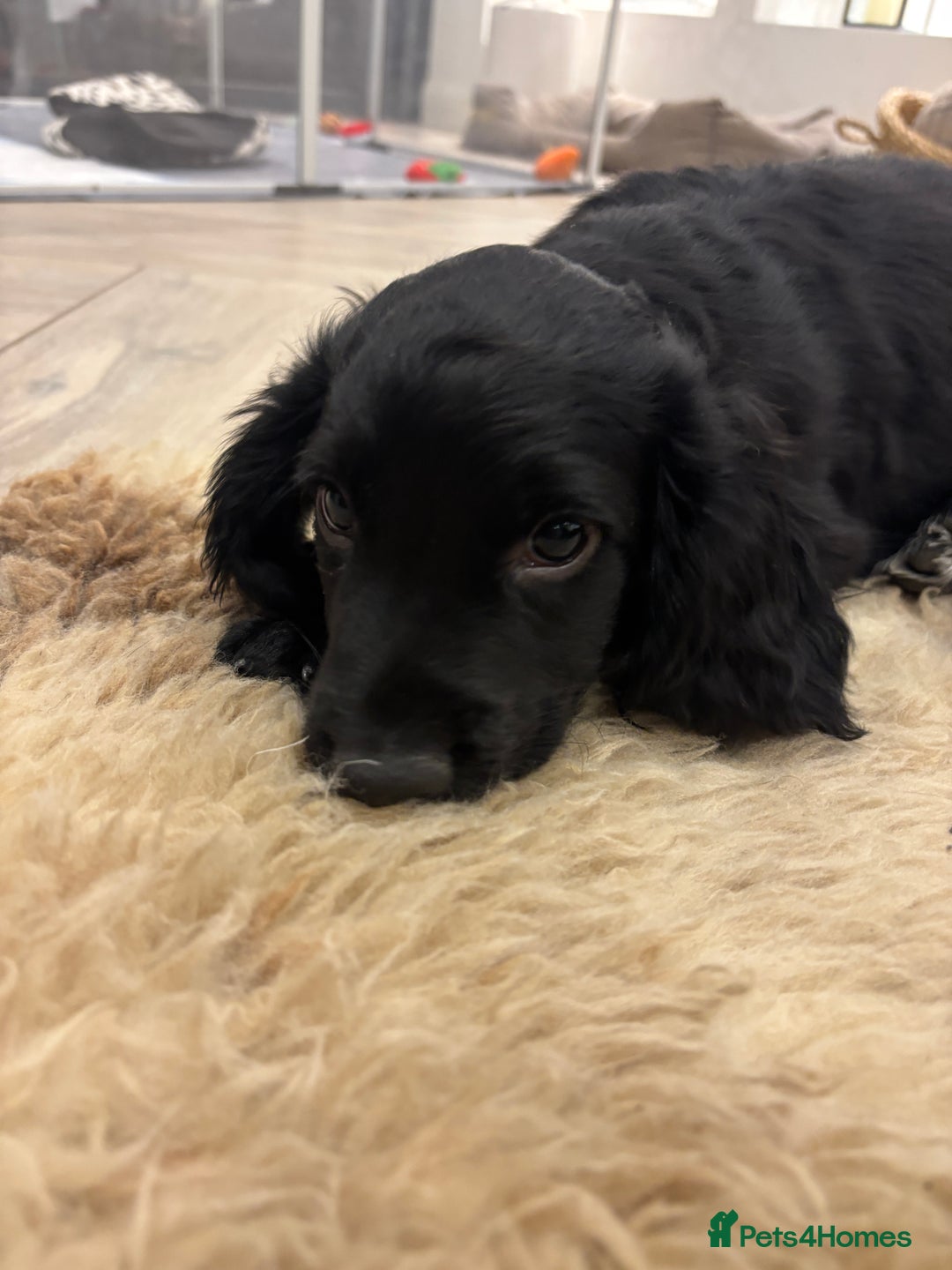 Cocker Spaniel dogs for sale: KC registered cocker spaniels - Image 11
