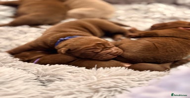 Mixed Breed dogs Gawjuss Bullpei Puppies 🐶 - Advert 6