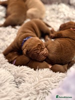 Mixed Breed dogs Gawjuss Bullpei Puppies 🐶 - Advert 1