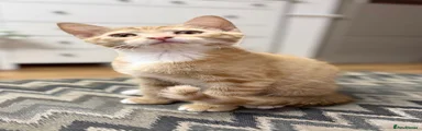 Charlie (light ginger)