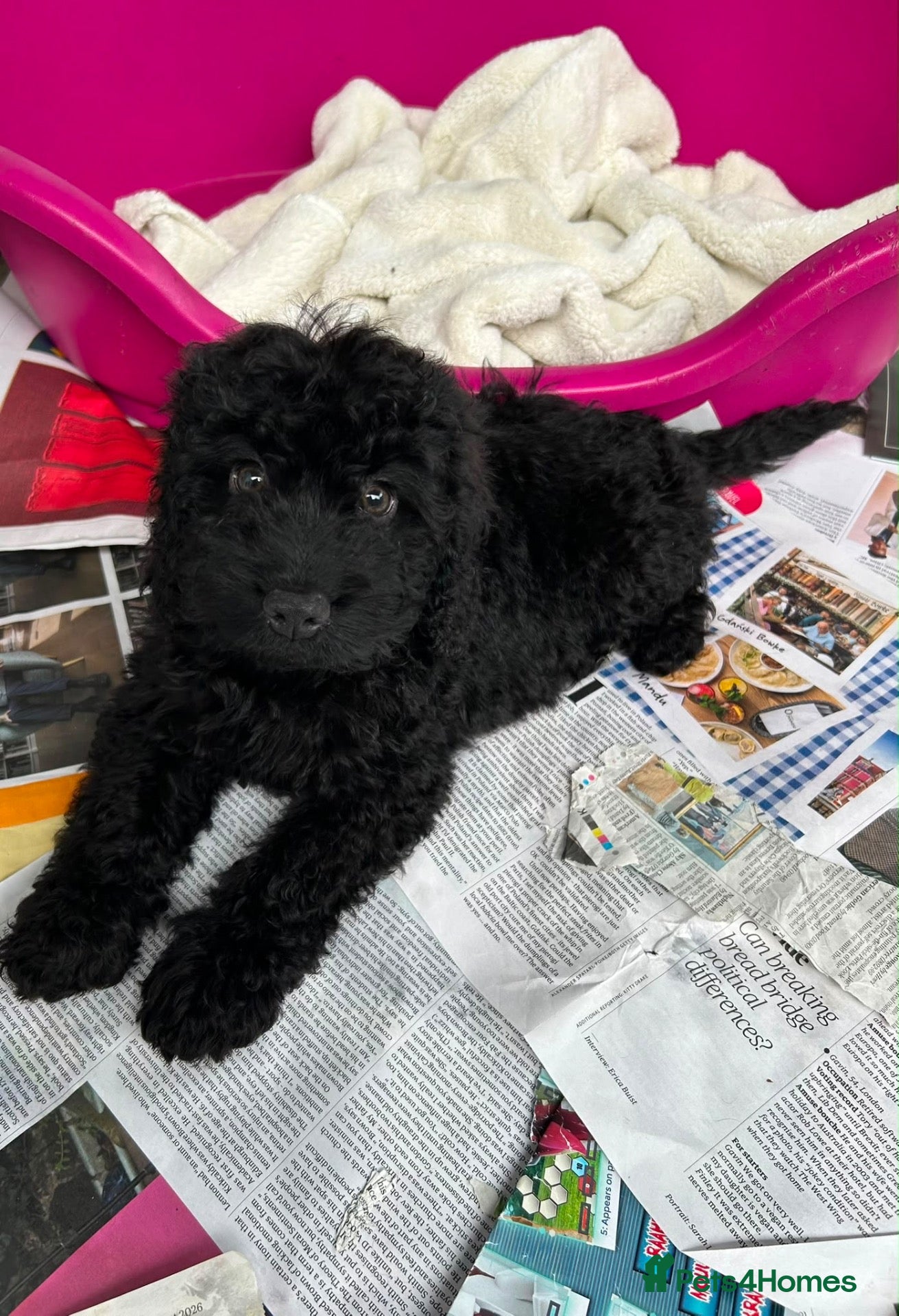 Cockapoo dogs Beautiful black boy available  - Advert 18