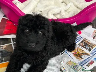 Cockapoo dogs Beautiful black boy available - Advert 18