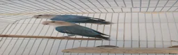 Lovebirds birds for sale: Pair of blue lovebirds £95 - Advert 2