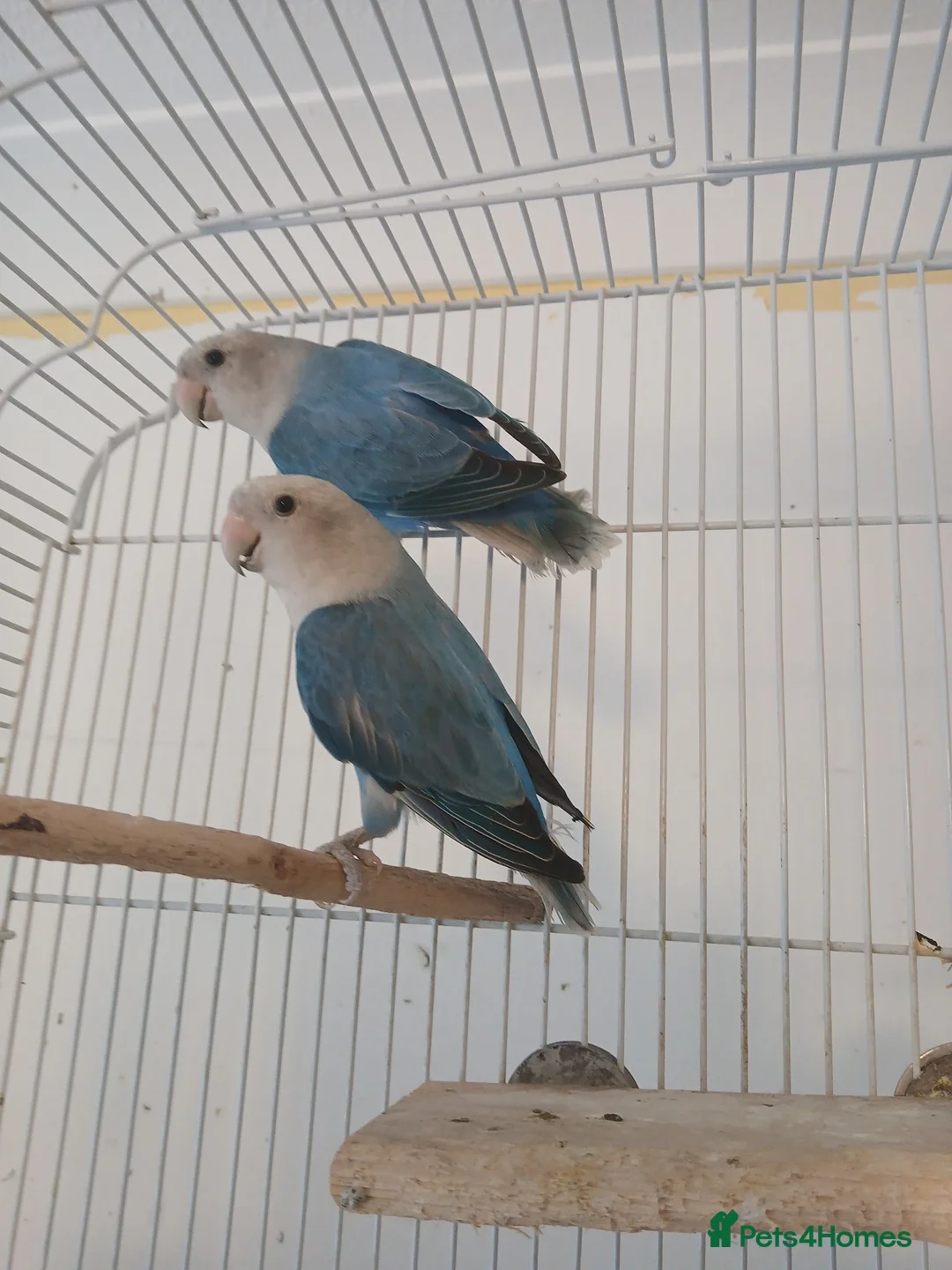 Lovebirds birds for sale: Pair of blue lovebirds £95 - Advert 2
