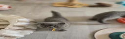 British Shorthair cats for sale: Championship Lines Bridgerton Litter - Advert 20