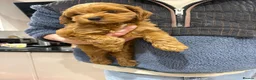 Cockapoo dogs for sale: Beautiful Cockapoo Puppies – Ready Soon 🐾 in Ipswich - Advert 8