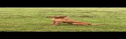 Labrador Retriever dogs for sale: Labrador puppies in Darlington - Advert 1