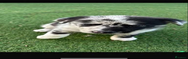 Border Collie 4