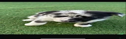 Border Collie dogs for sale: Blue merle border collie puppies  - Advert 8
