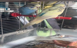 Budgerigars birds for sale: 6 baby budgies for sale  - Image 6