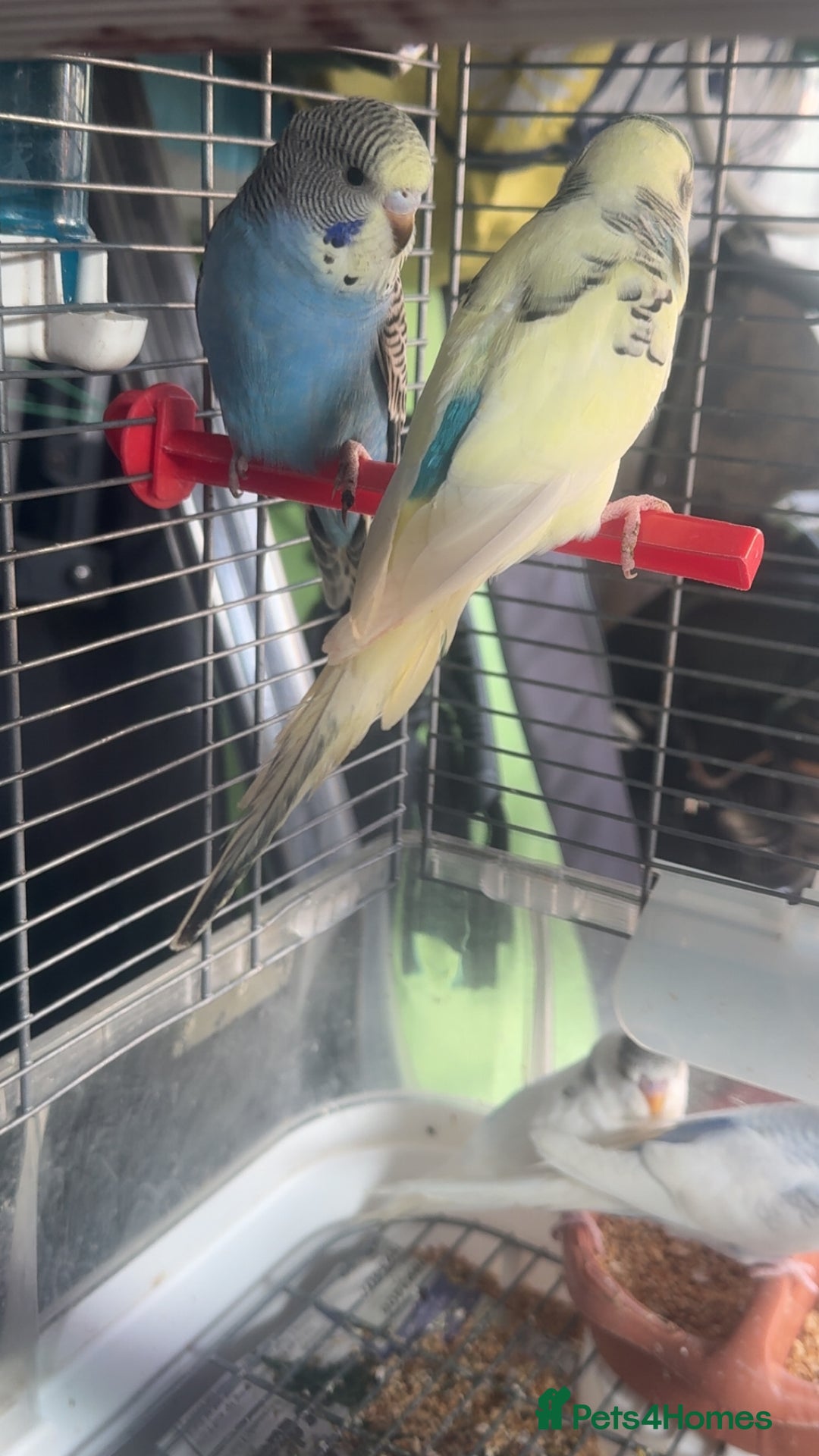 Budgerigars birds for sale: 6 baby budgies for sale  - Image 6