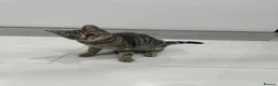 Bengal cats for sale: beautiful Bengal girl  in Peterborough - Advert 2