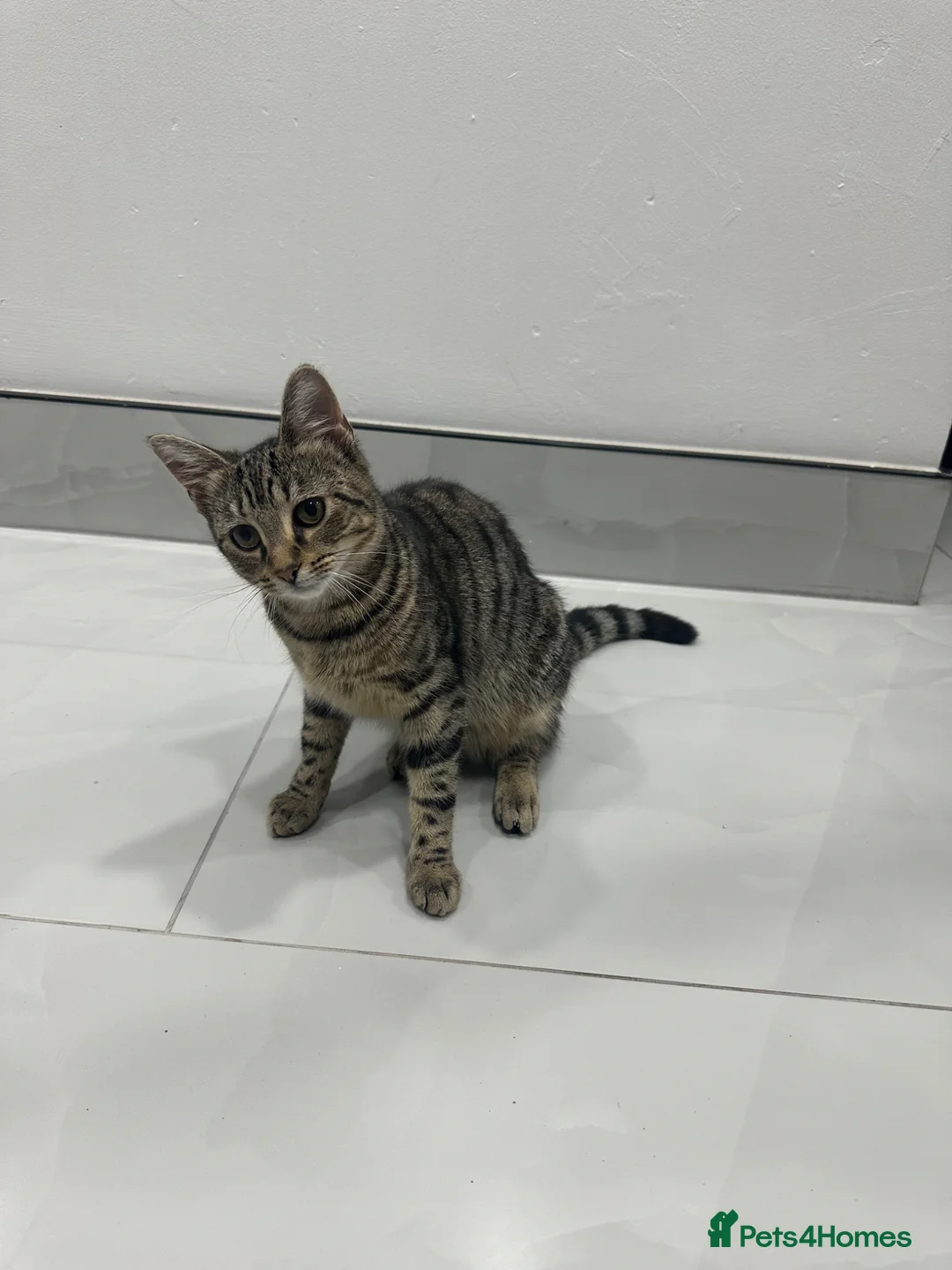 Bengal cats for sale: beautiful Bengal girl  in Peterborough - Advert 2