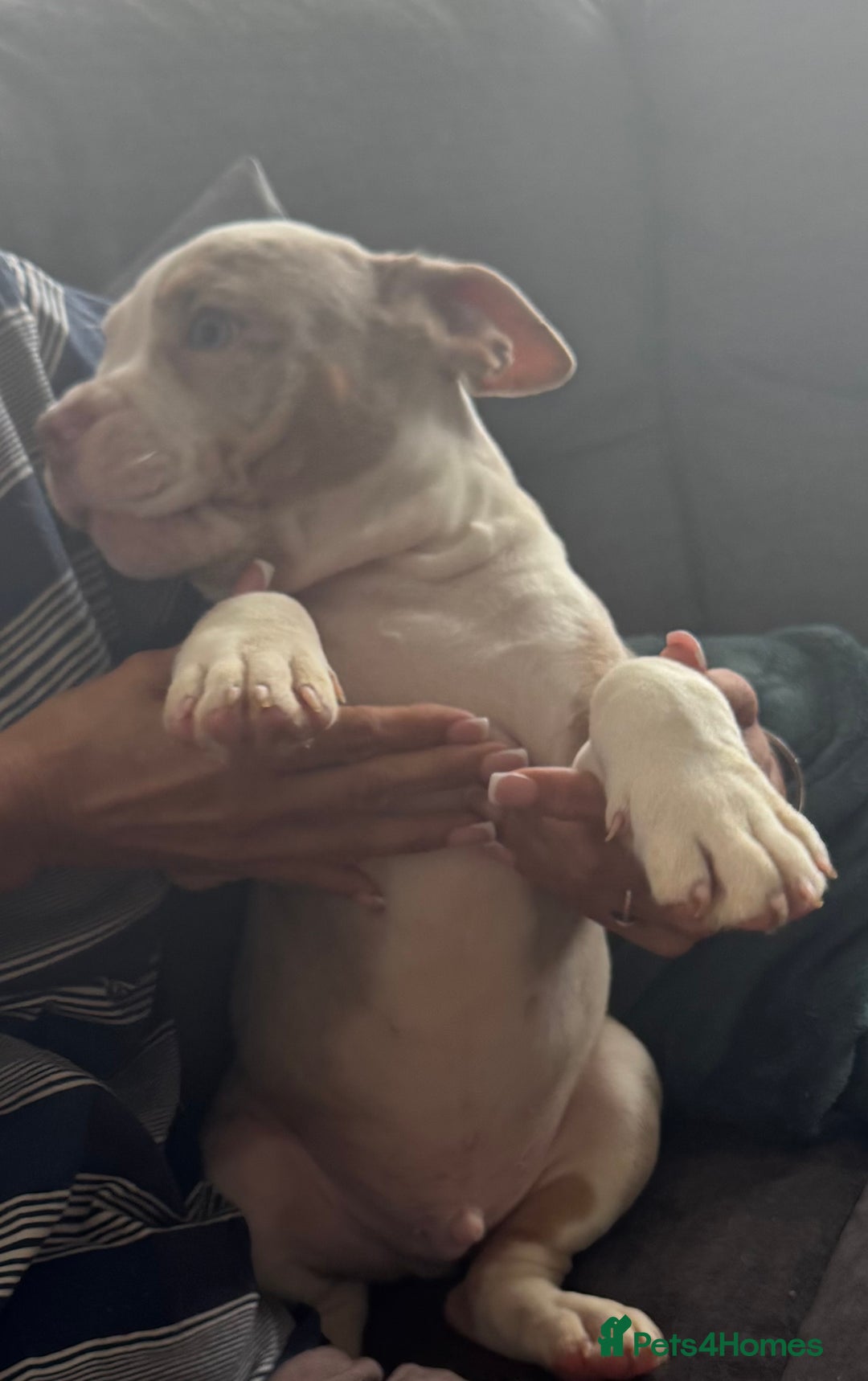 English Bulldog dogs for sale: Puppies for sale - Image 9