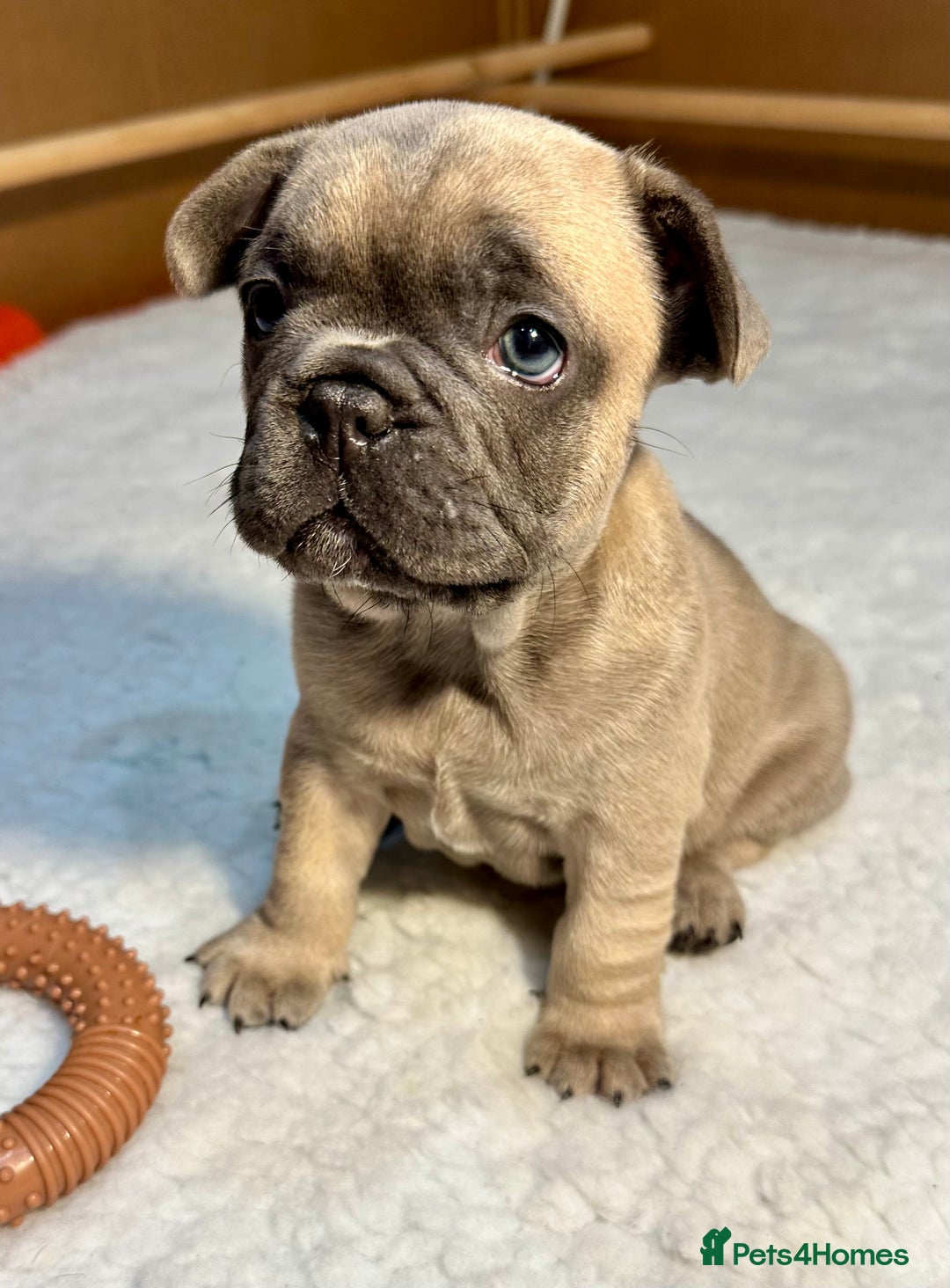 French Bulldog dogs for sale: 🐾 French Bulldog Puppies Available 🐾 - Advert 10