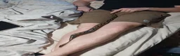 Python Snake reptiles for sale: 9 Month Ball Python - Advert 5
