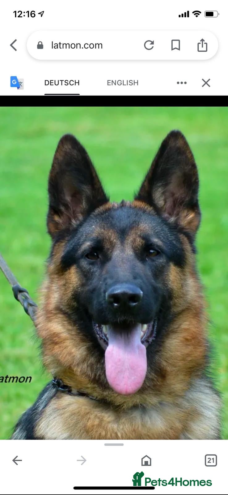 German Shepherd dogs Quality Litter of GSD Puppy’s @icepack - Advert 9