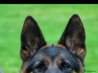 German Shepherd dogs Quality Litter of GSD Puppy’s @icepack - Advert 9