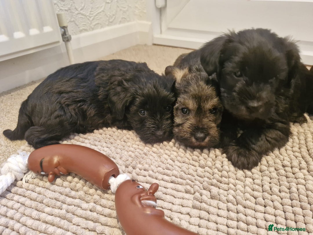 Mixed Breed dogs for sale: F1 schnoodles babies  - Advert 6
