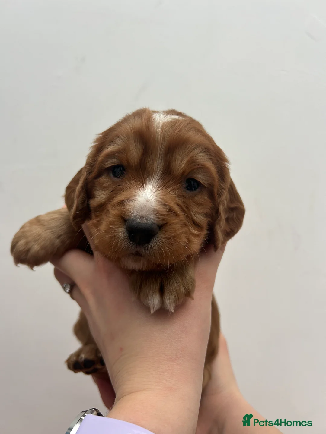 Cocker Spaniel dogs for sale: KC Reg Working Cocker Spaniel Puppies - Advert 8