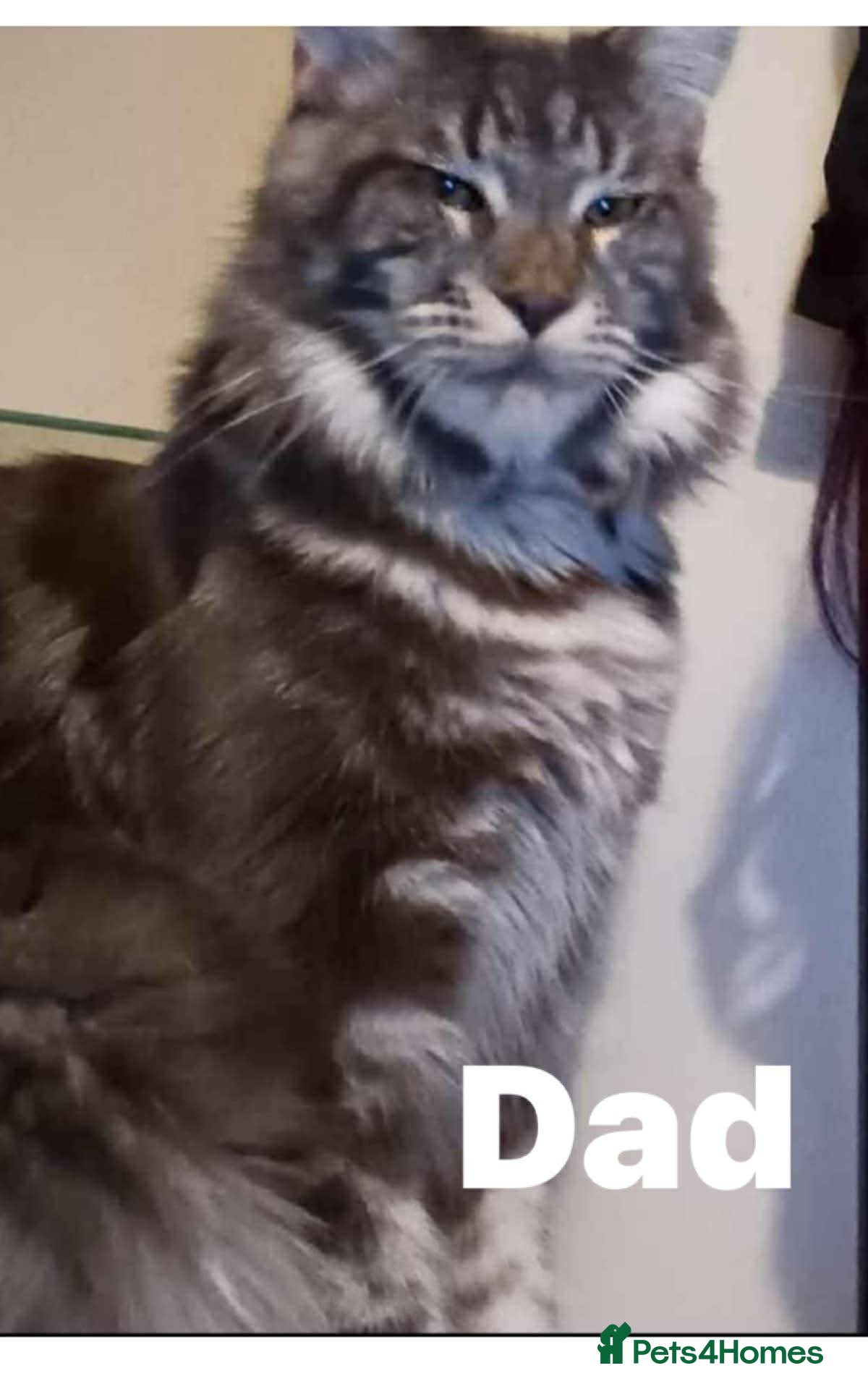 Mixed Breed cats Half maine coon,kittens  - Advert 2