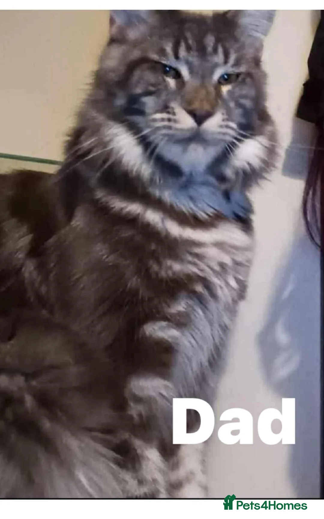 Mixed Breed cats for sale: Half maine coon,kittens  - Advert 2