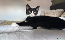 Domestic Shorthair cats for sale: 2 female Kittens - Image 7