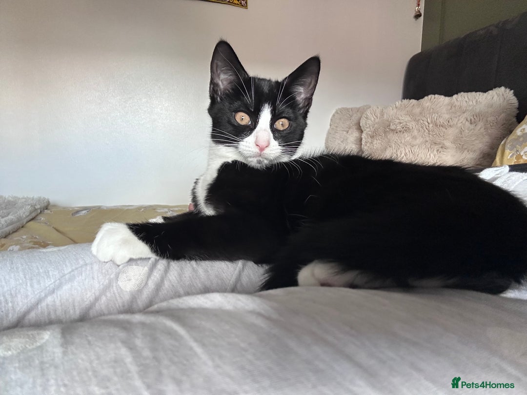 Domestic Shorthair cats for sale: 2 female Kittens - Image 7