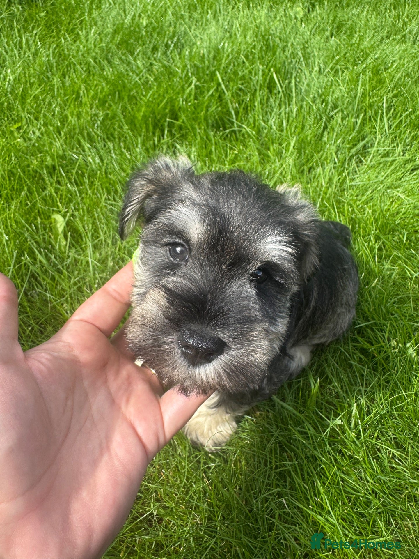 Miniature Schnauzer dogs 💙♥️2 Beautiful Boys ♥️💙 - Advert 1