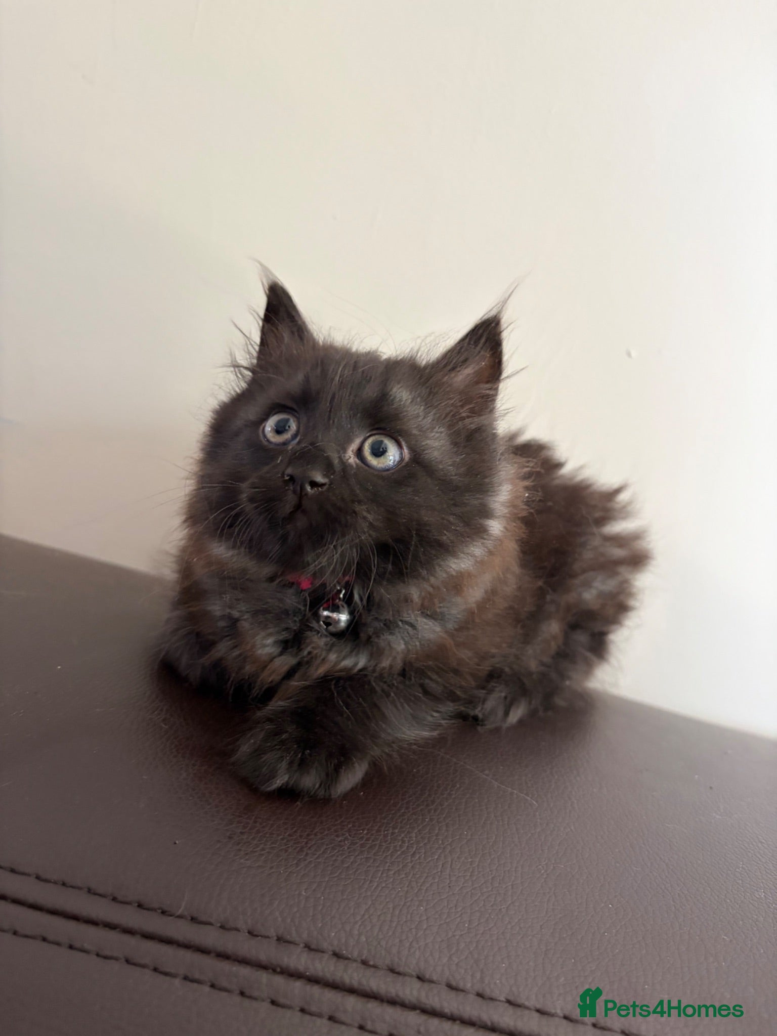 Ragdoll cats Mixed Siamese/Ragdoll kittens for sale - Advert 1