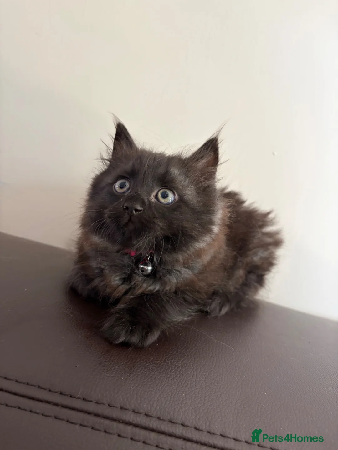 Ragdoll cats for sale: Mixed Siamese/Ragdoll kittens for sale in Harrow - Advert 1