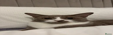 British Shorthair 1