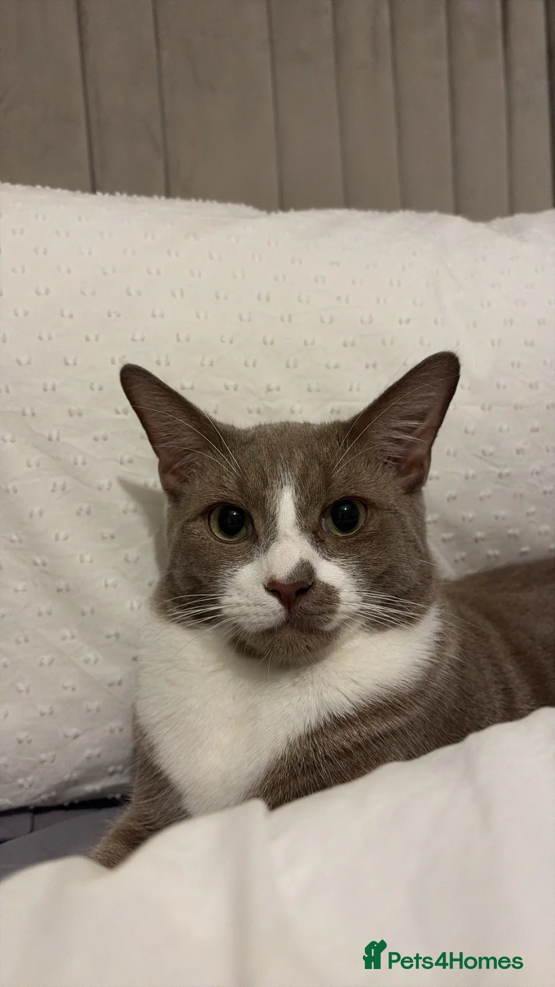 British Shorthair cats for sale: Leo – 1-Year-Old Male Looking for a Loving Home ❤️ - Advert 2