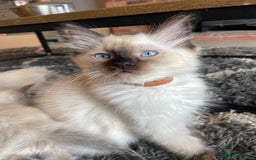 Ragdoll cats for sale: Ragdoll kittens READY NOW 1 BOY 😻  - Image 4