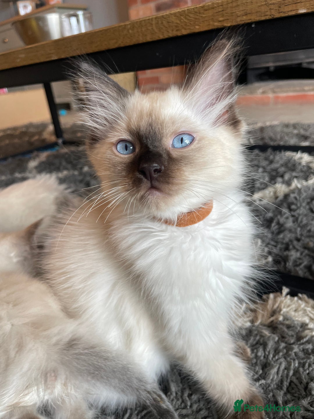 Ragdoll cats for sale: Ragdoll kittens READY NOW 1 BOY 😻  - Image 4