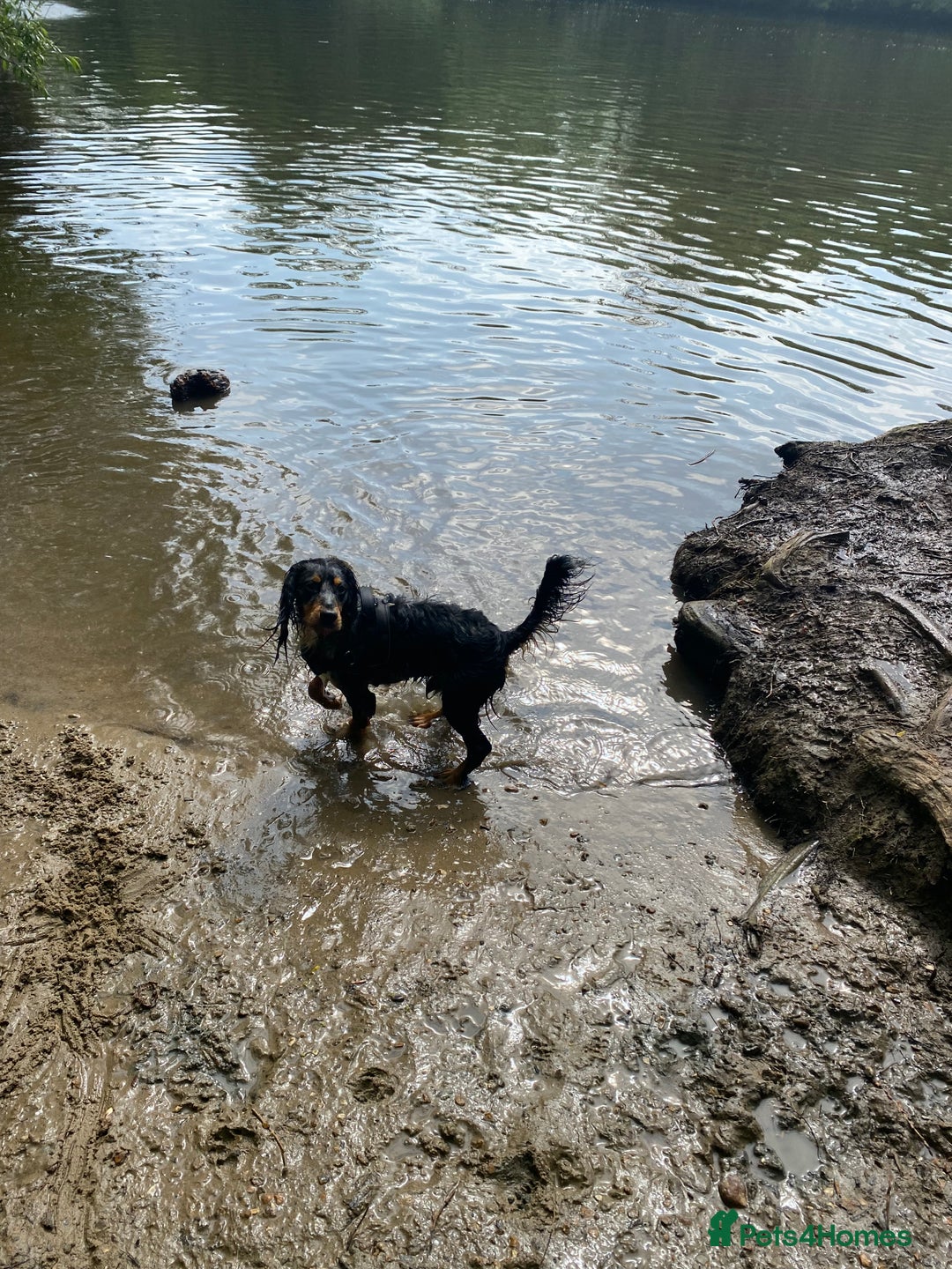 Sprocker dogs for stud: Milo  - Image 4