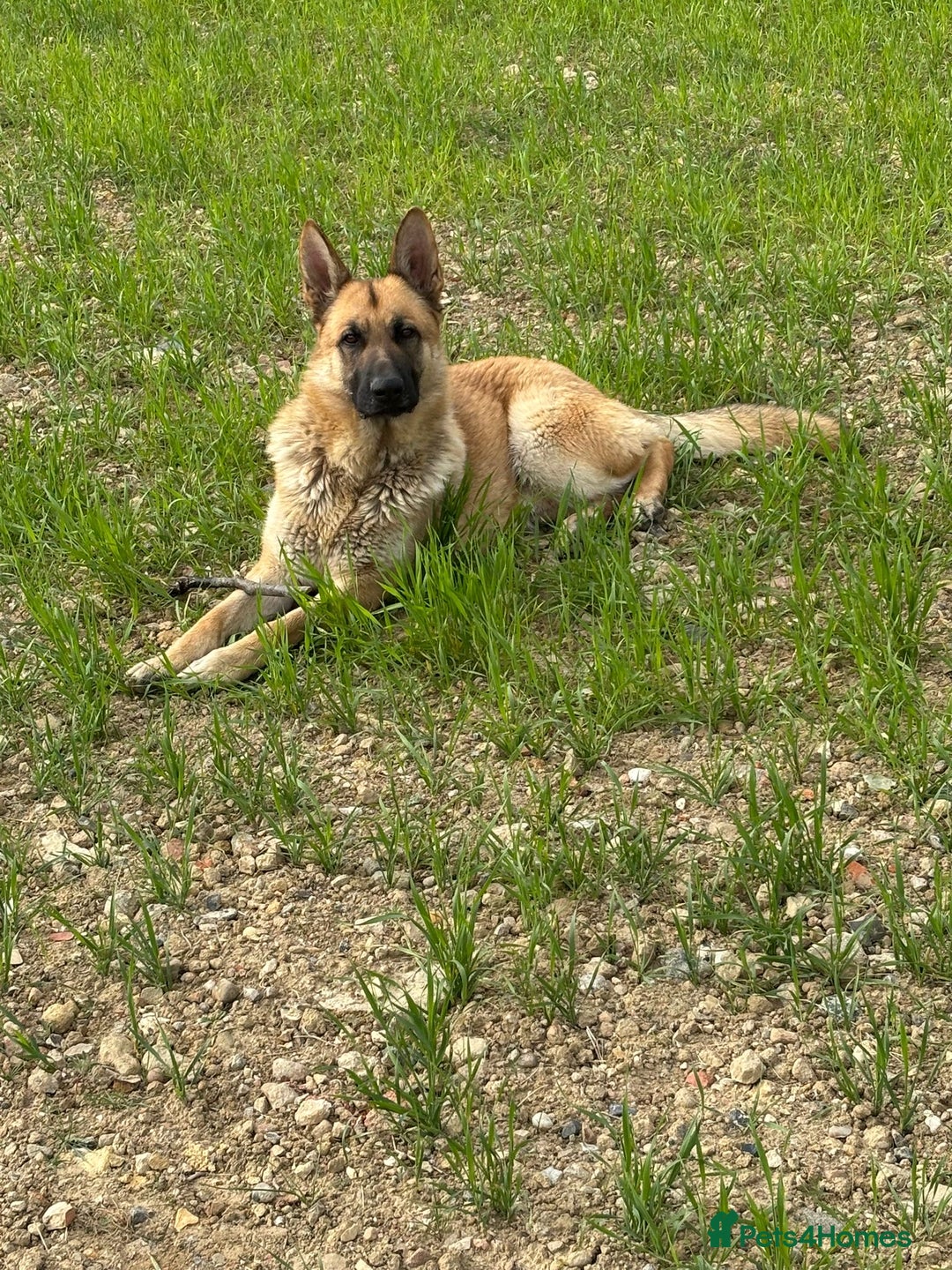 German Shepherd dogs for sale: Male German shepherd  - Advert 1