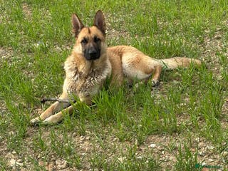 German Shepherd dogs Male German shepherd - Advert 2