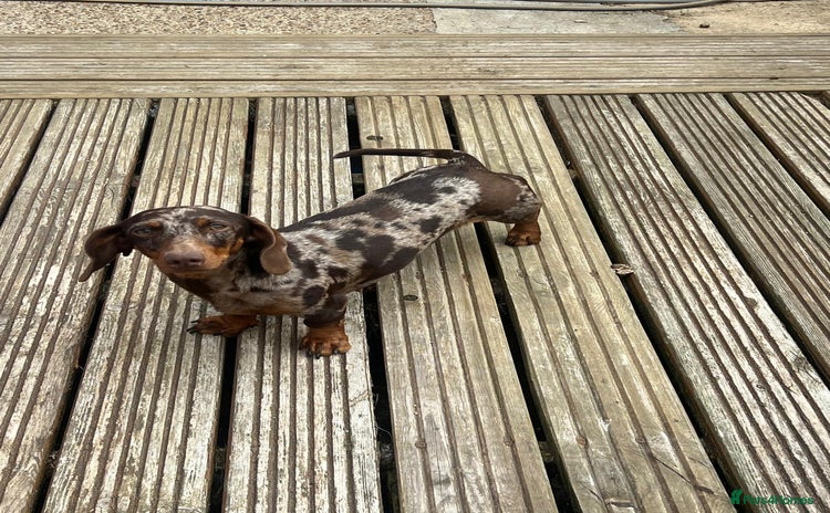 Miniature Dachshund dogs - Advert 1
