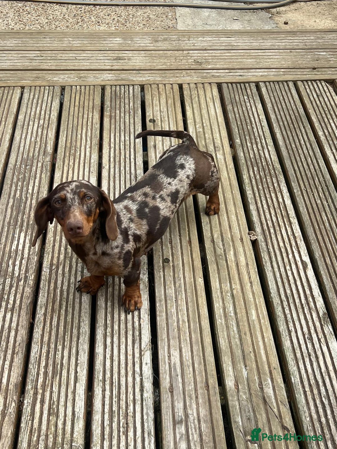 Miniature Dachshund dogs for sale: Chocolate dapple Miniature Dachshund  - Image 1