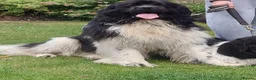 Newfoundland dogs for sale: Landseer Newfoundland Puppies - Advert 4