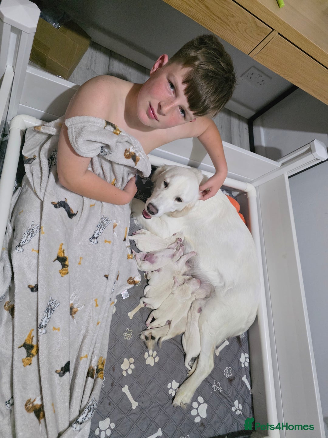 Golden Retriever dogs for sale: Beautiful Golden Retriever Boys – Ready Soon - Image 6