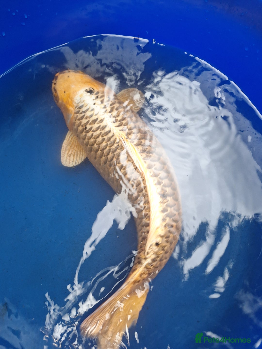 Koi Carp fish for sale: Japanese koi carp overstock available - Image 6