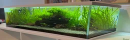 Plecos fish for sale: Aquarium / Fish Tank for sale  in East Grinstead - Advert 6