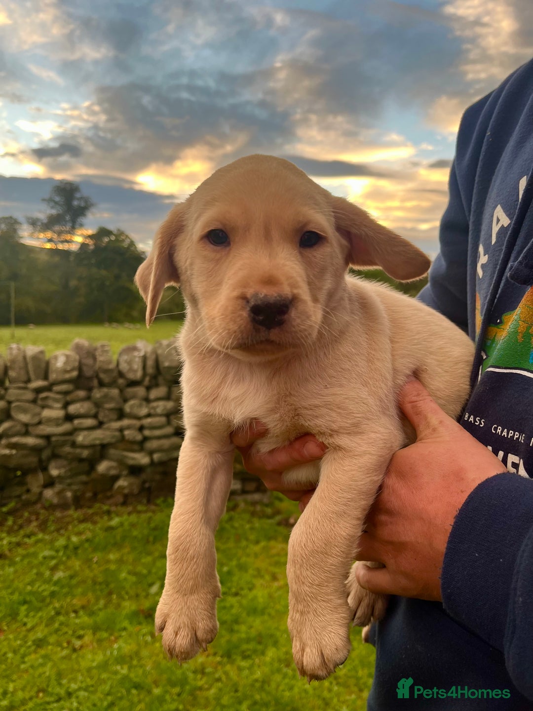 Labrador Retriever dogs for sale: Working Labrador’s  - Image 2