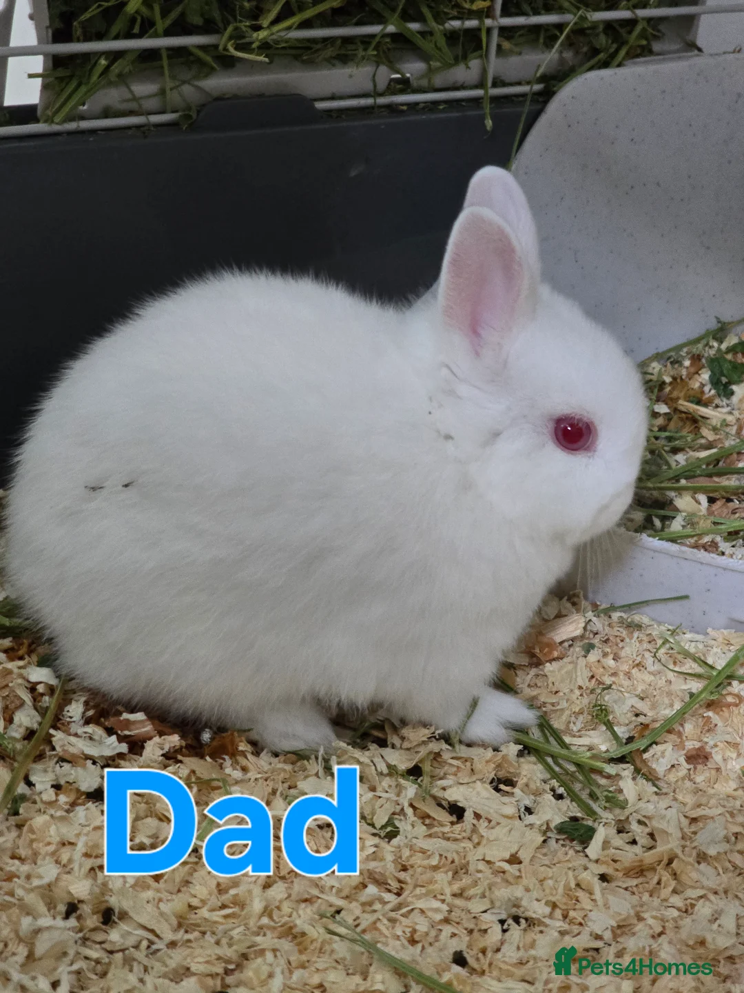 Netherland Dwarf rabbits for sale: Netherland dwarf bunnies  - Advert 6