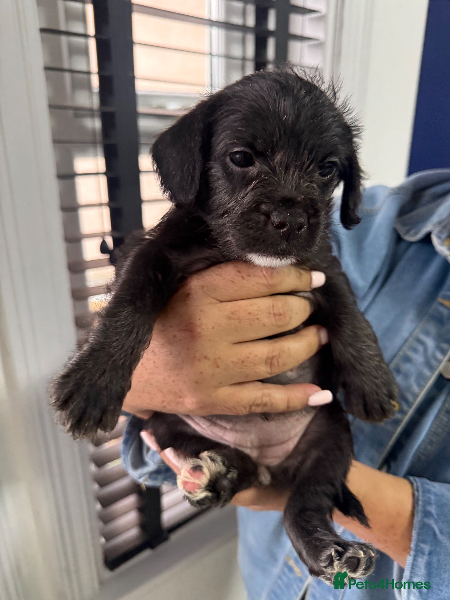 Mixed Breed dogs French bulldog x cockapoo - Advert 1