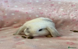 Mini Lop rabbits for sale: Pure Breed Mini Lop baby bunnies ready 1st Aug - Image 13
