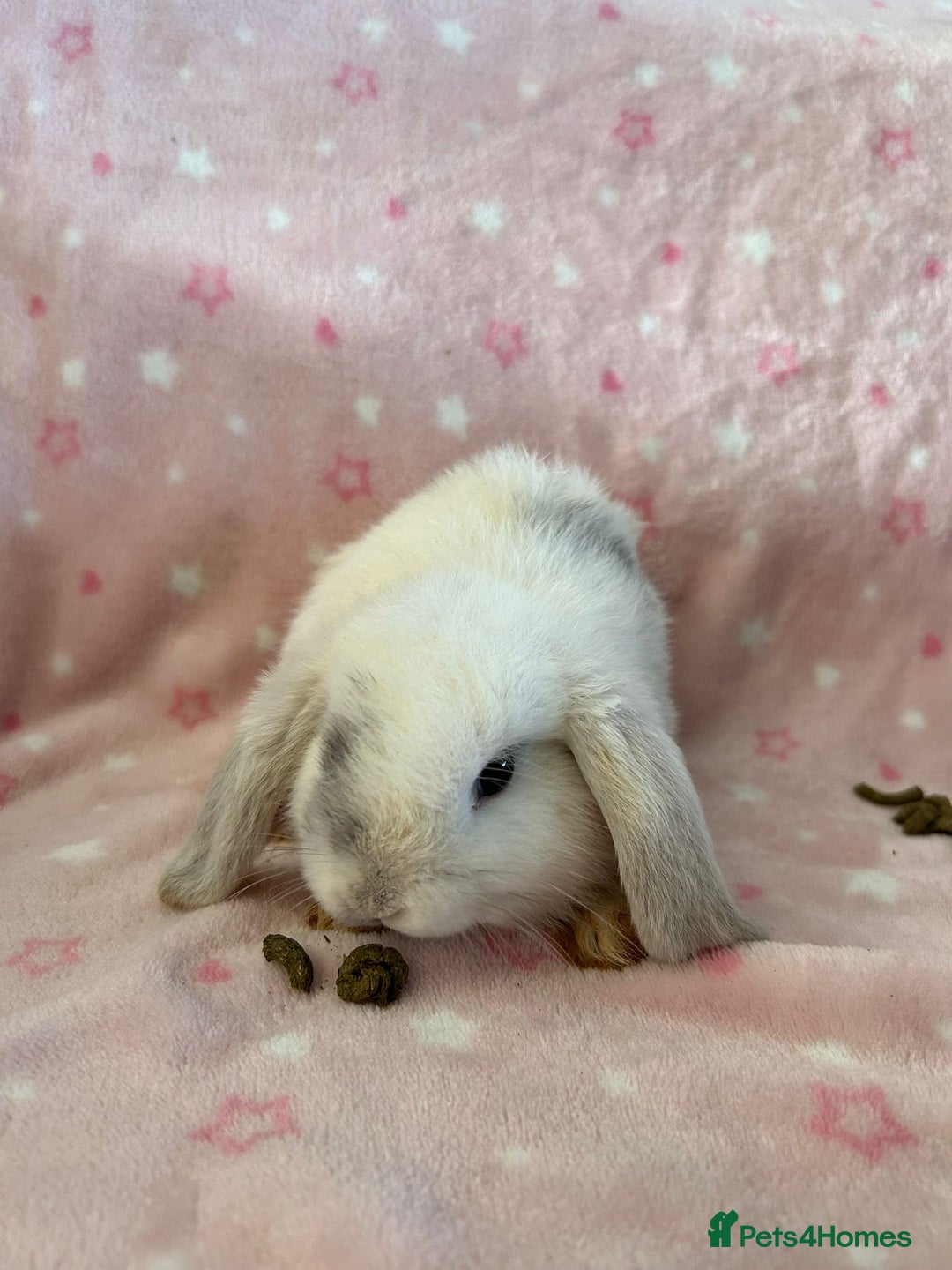 Mini Lop rabbits for sale: Pure Breed Mini Lop baby bunnies ready 1st Aug - Image 13