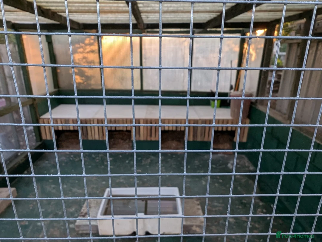 Ducks poultry for sale: Wanted miniature appleyards  - Advert 2